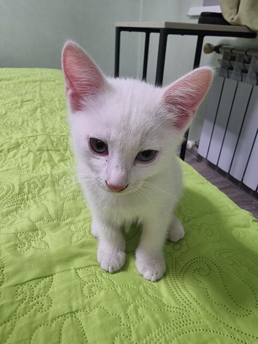 Отдам красивейших котят