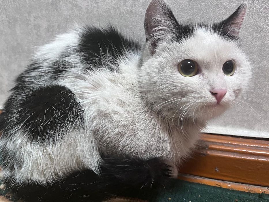 Котик 10 месяца.