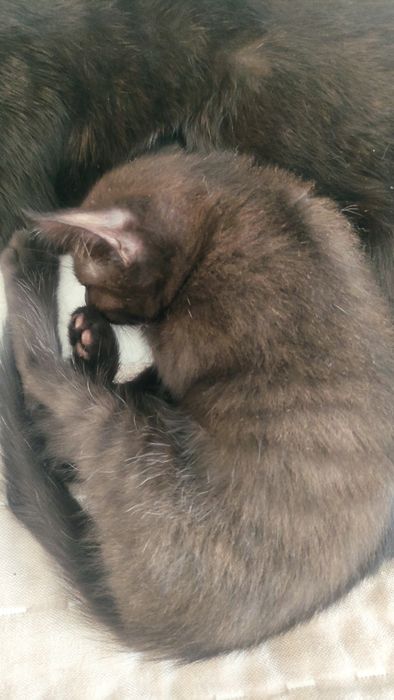 Котят в добрые руки