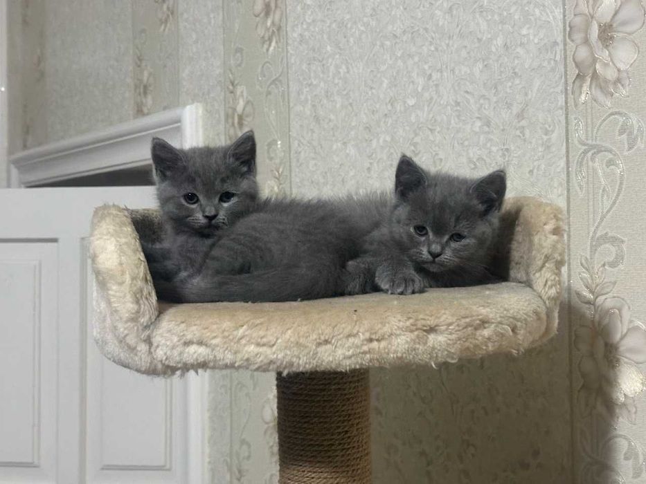 Мушукчалар сотилади