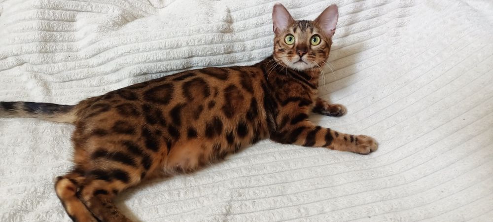 Продам бенгальскую кошечку