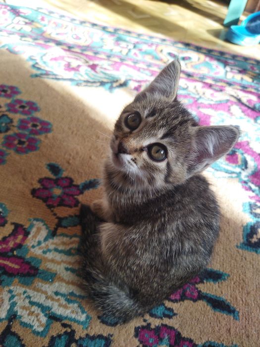 Отдам миленького котёнка :)