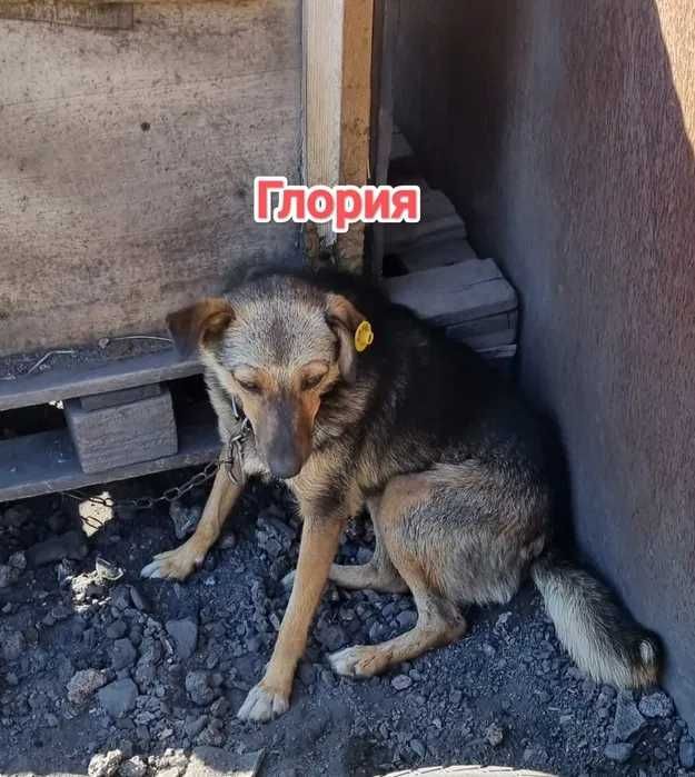Дарю в добрые и ответственные руки