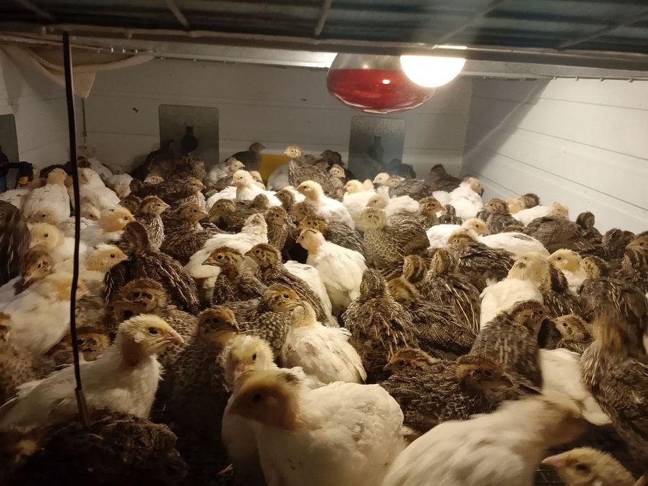 Prepelițe și  peruși