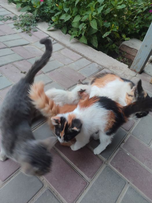 Отдам котят в хорошие руки