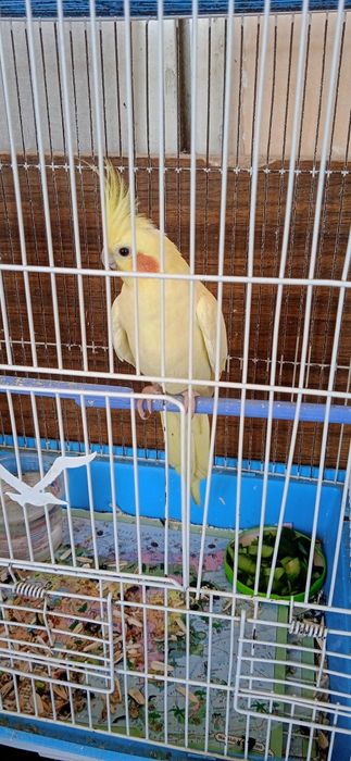 карела куш сотлади соглом