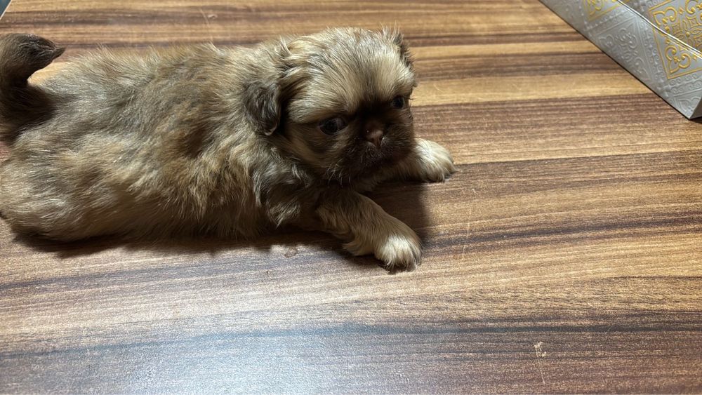 Продажа пекинеса