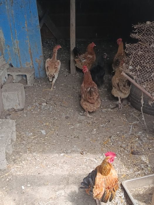 Продам курей 15 шт