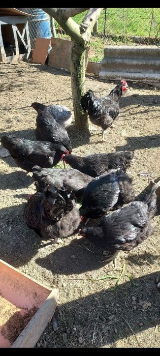 Vând găini  și ouă Jersey Giant