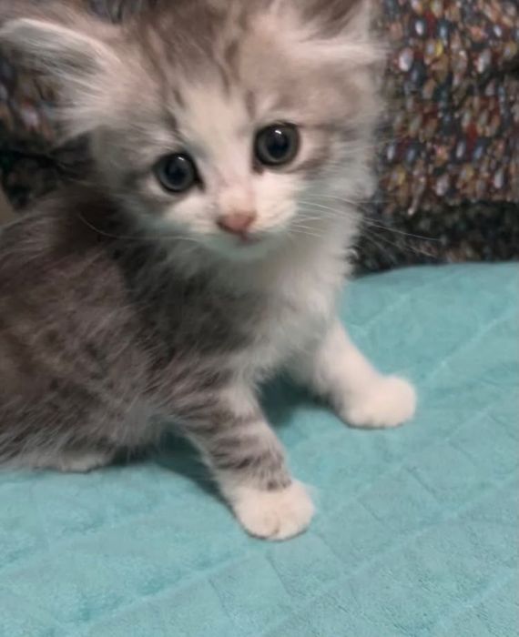 Отдам котят в добрые руки