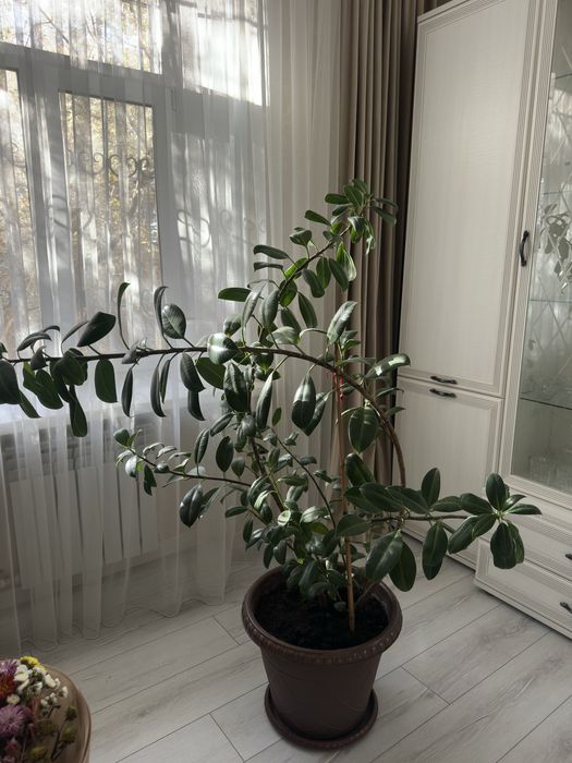 Продам Красивый Фикус