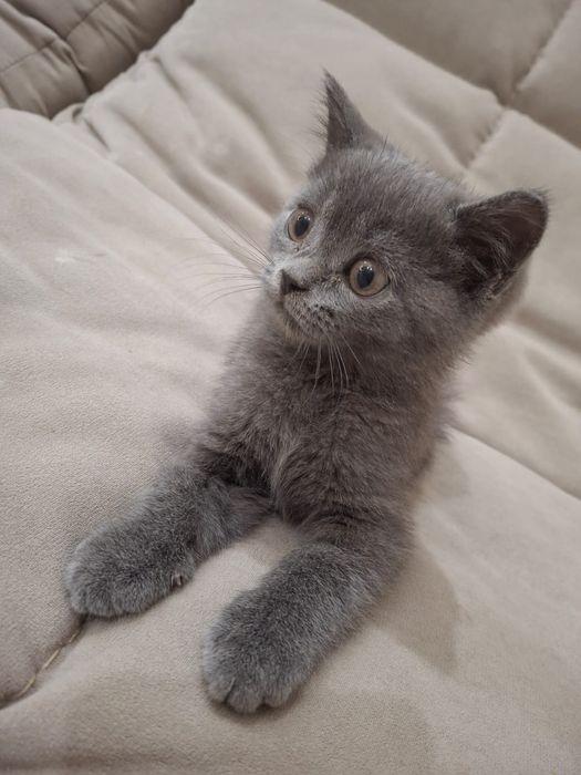 Продам кота британца