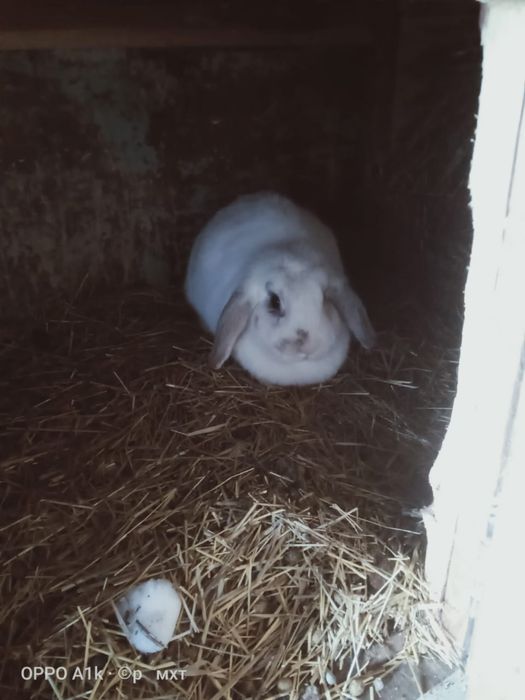 Продам крол и кролиха