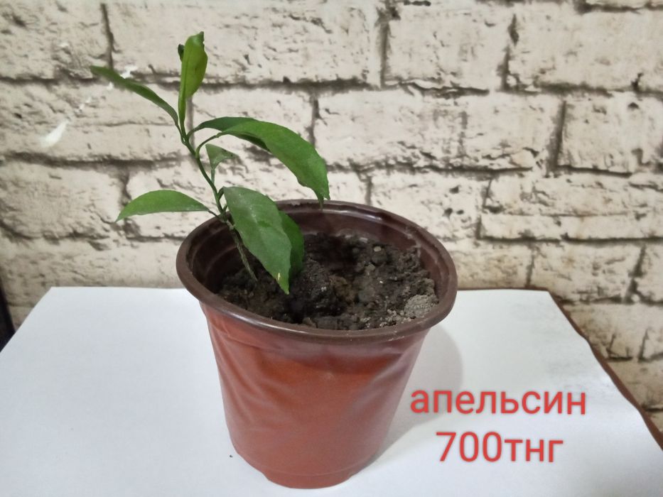 Продаются ростки(рассада)