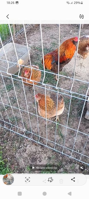 Araucana gât Aurii, Wiandotte GSG