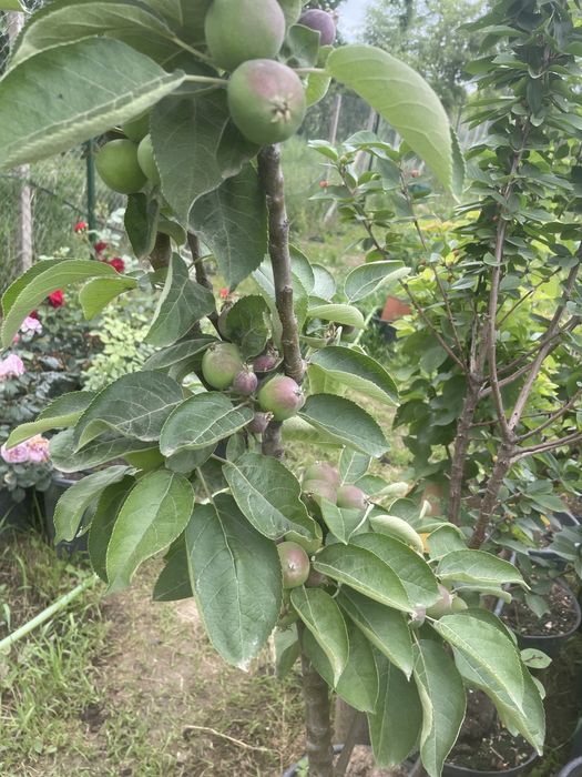 Pomi fructiferi pe rod !