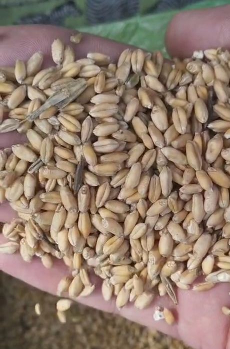 Пшеница, ячмень оптовые поставки