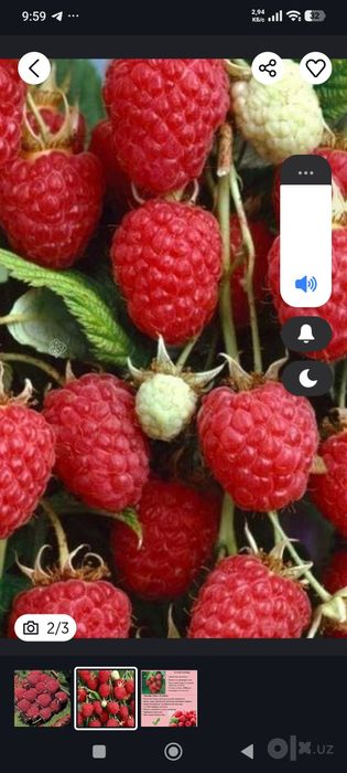 малина кучати сотилади