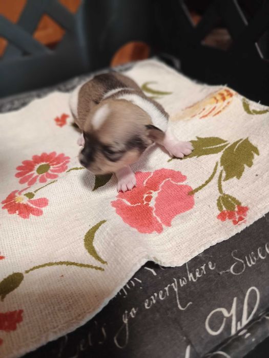 чихуахуа две момиченца и едно момченце