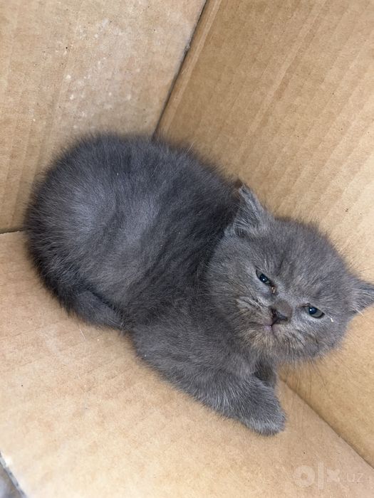 Scottish fold stray mushukcha