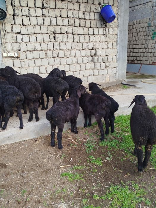 Quzilar sotiladi 2500mlndan 3mln500mingacha bor