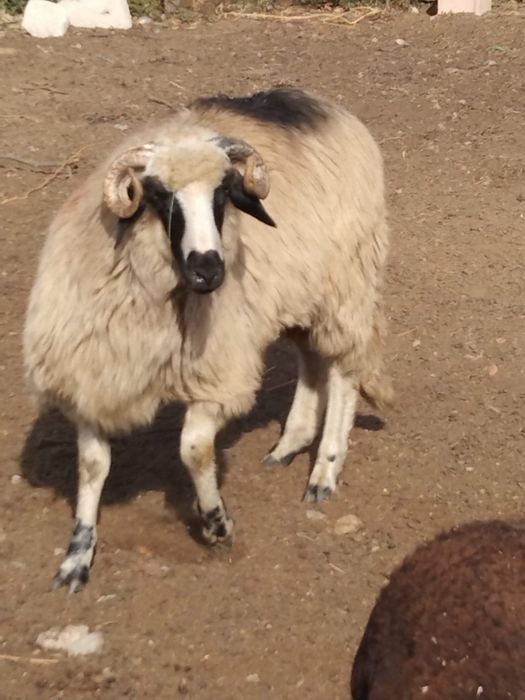 Vind berbecut de anu acesta