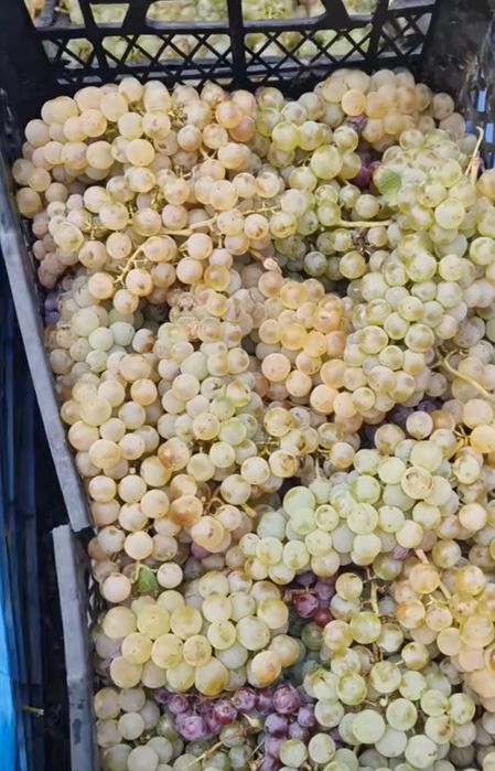 Продавам грозде за ракия и вино различни сортове