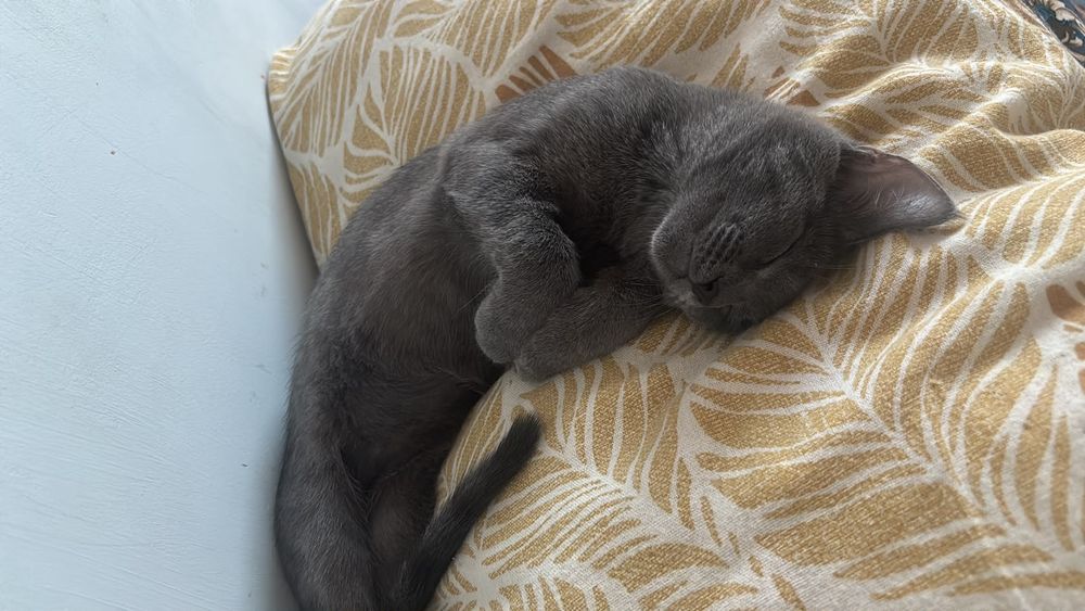 котик мальчик отдам даром