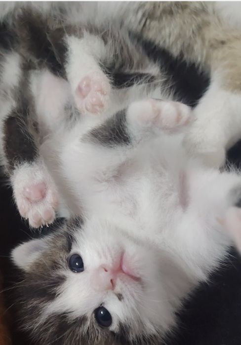 Отдам котят в добрые руки