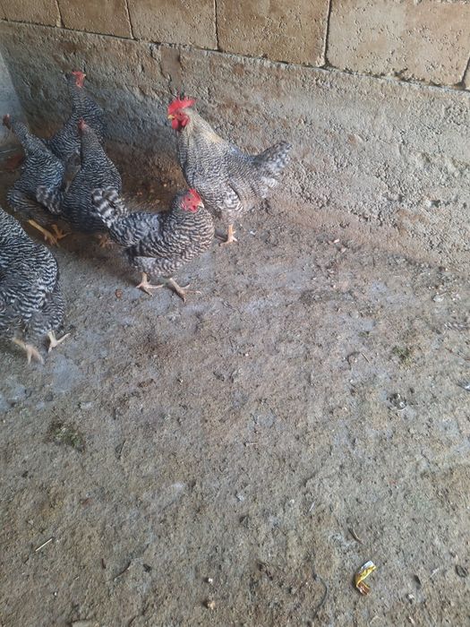 Амрокс тауктар сатылады