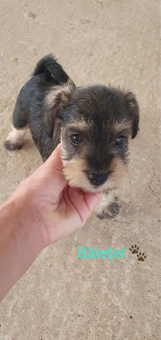 Catei schnautzer pitic