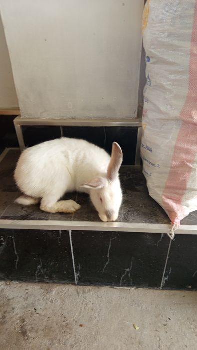 Продаются месячные крольчата