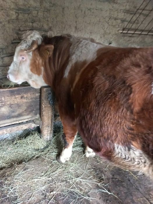 Vând viței buni de sacrificat