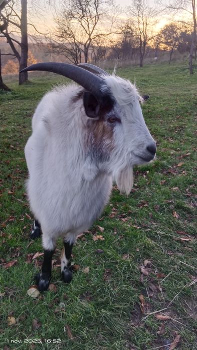 Capră și țap de vânzare,capră e gestantă aștept oferte