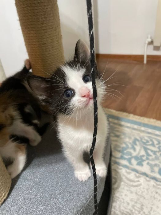 Отдам котят в добрые руки