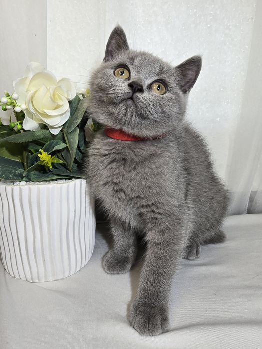 Чистокръвни британски котенца