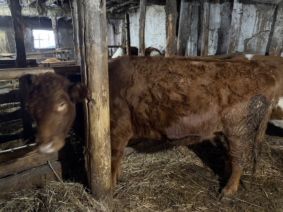 Корова продажа на откорме