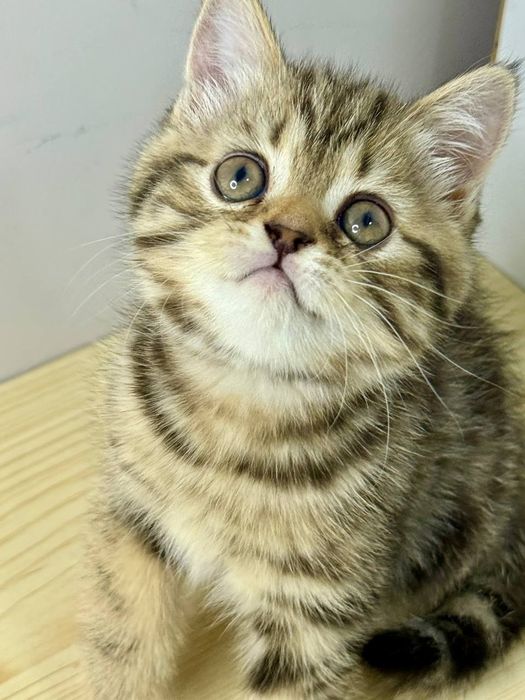 Продаётся  котята 3 штуки