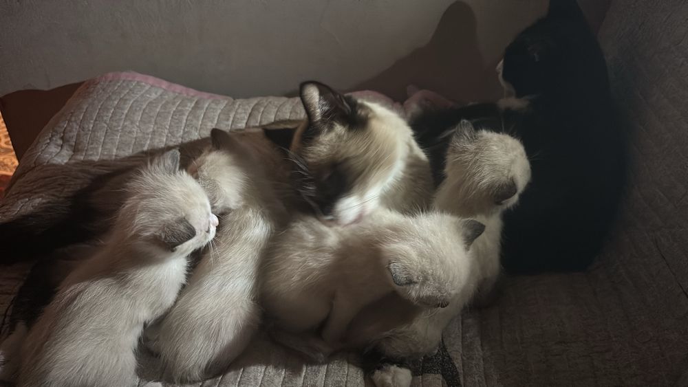 Котята срочно отдам