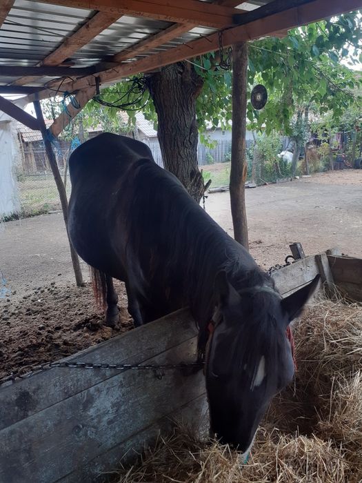 Vând armăsar cuminte