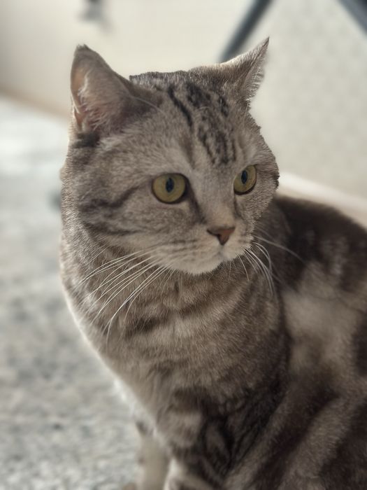 Шотландец прямоухий, отдадим в хорошие руки!