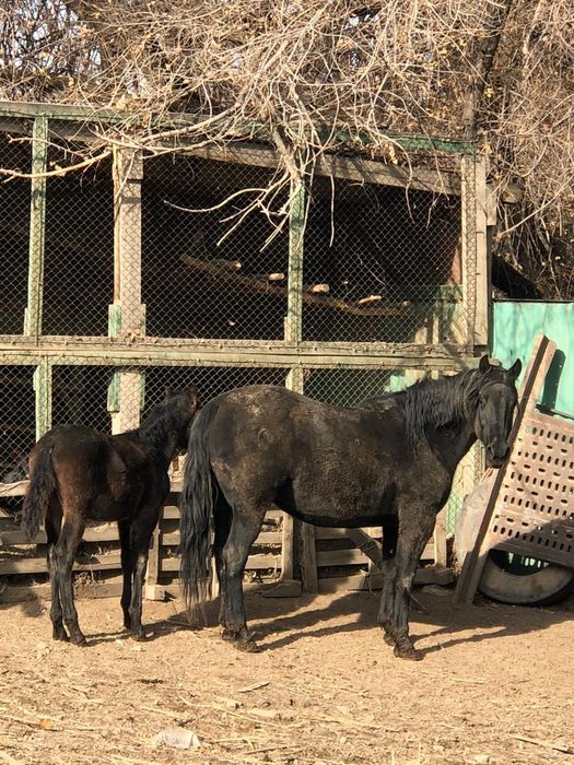 Кобыла тяжеловоз с жеребёнком