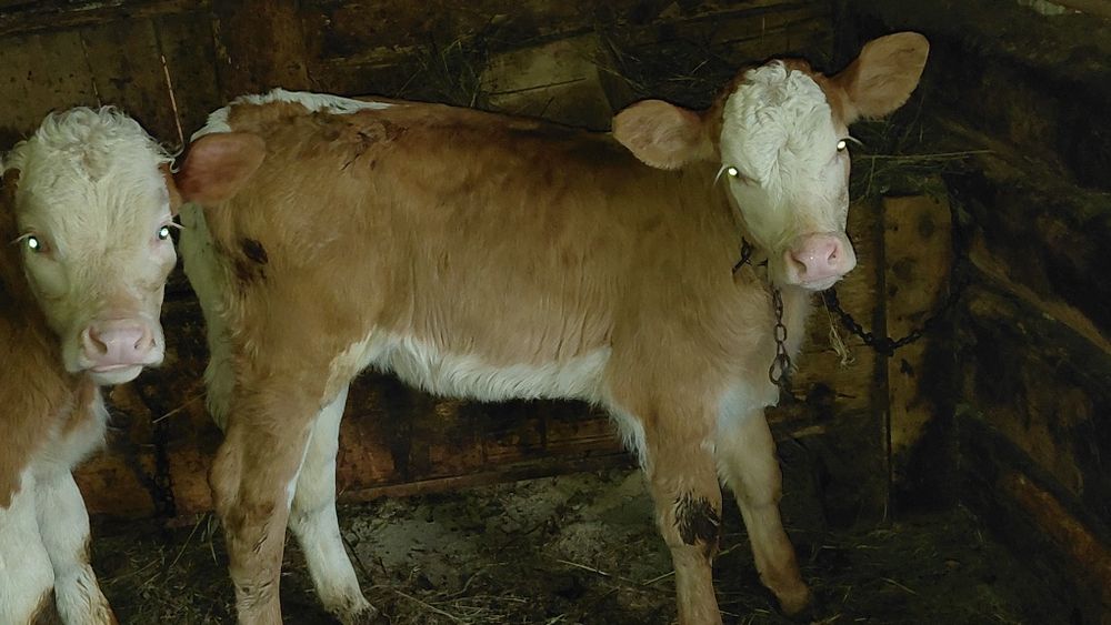 Vand vitea.        .