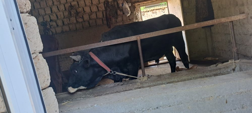 Хукиз навос катта