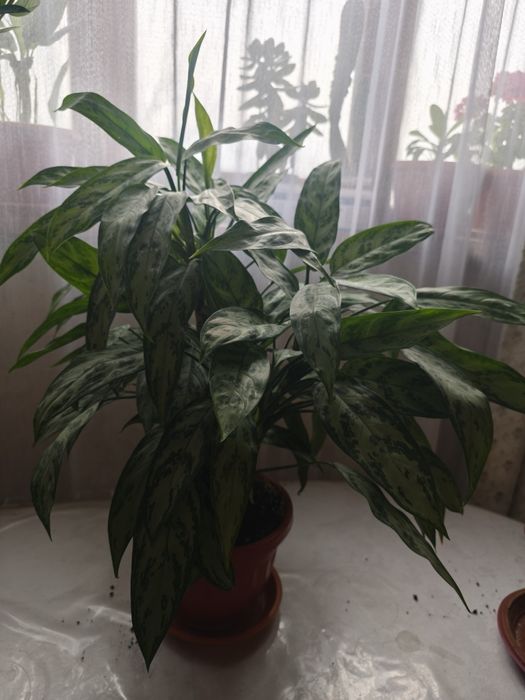 Срочно продам цветы