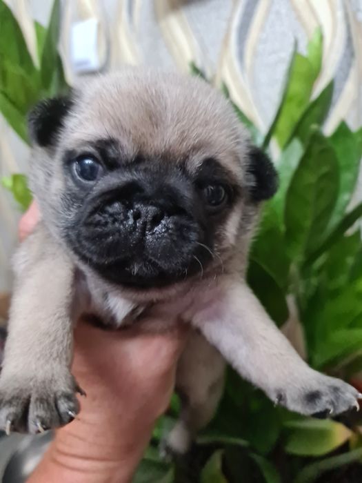 Щенки мопса девочки и мальчики