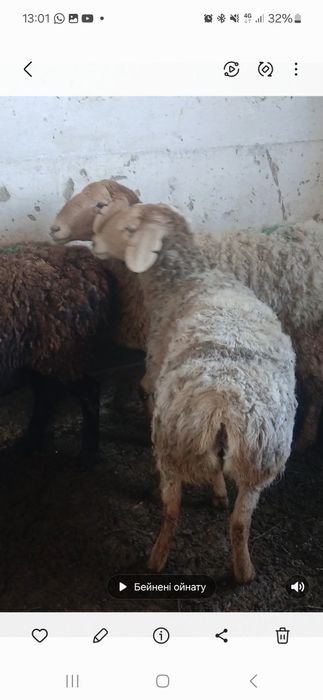 Гисар кой сатлады