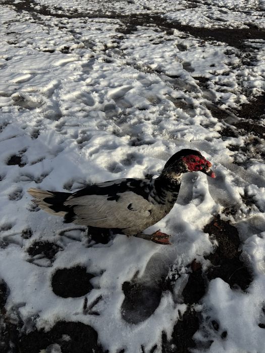 Vand doi ratoi lesesti