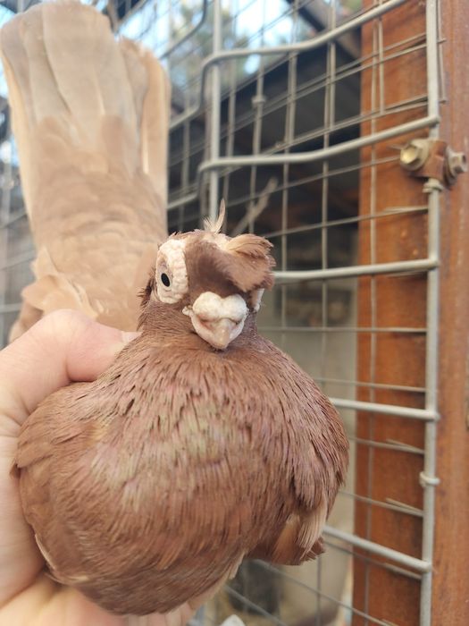 Голуби           .