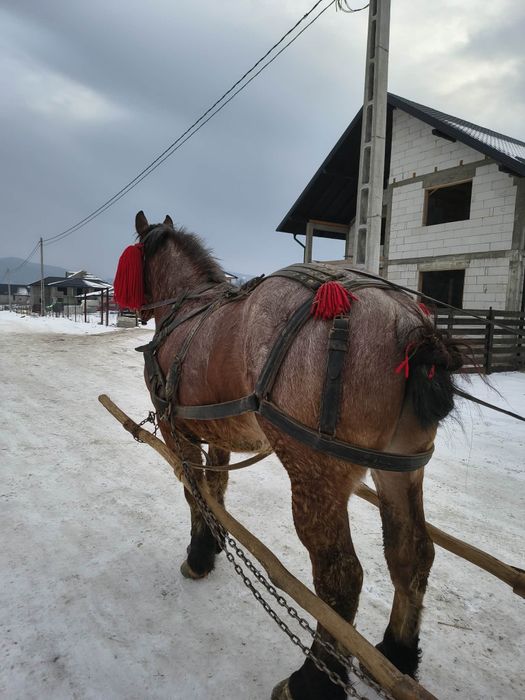 Vând mânz castrat de 2.5 ani învățat!